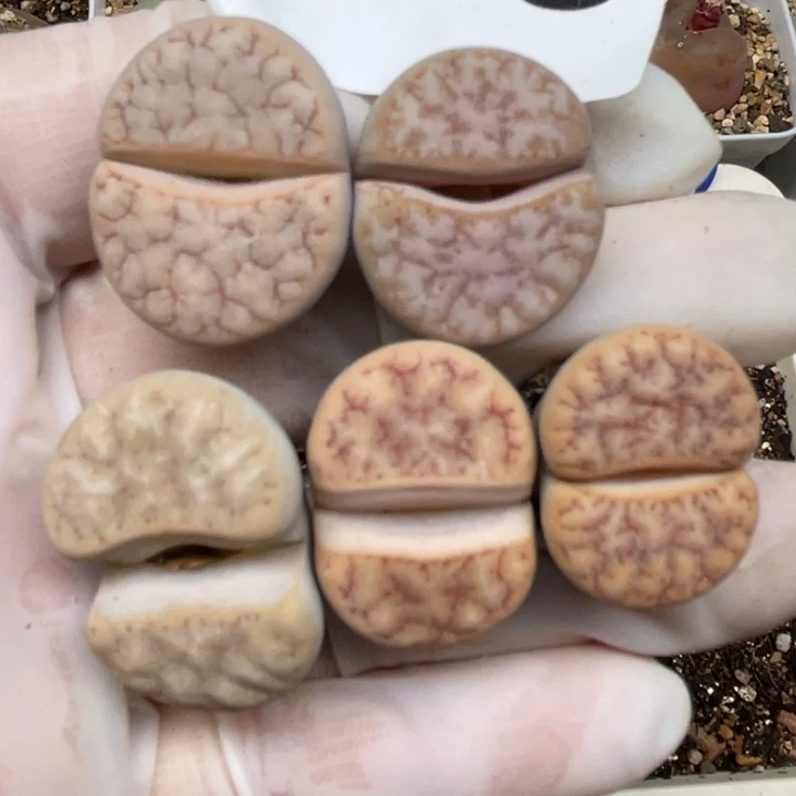 675拿铁母本5颗llllll