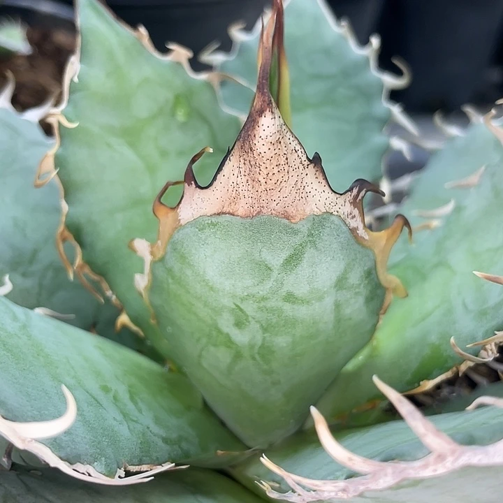 野二66666666666666