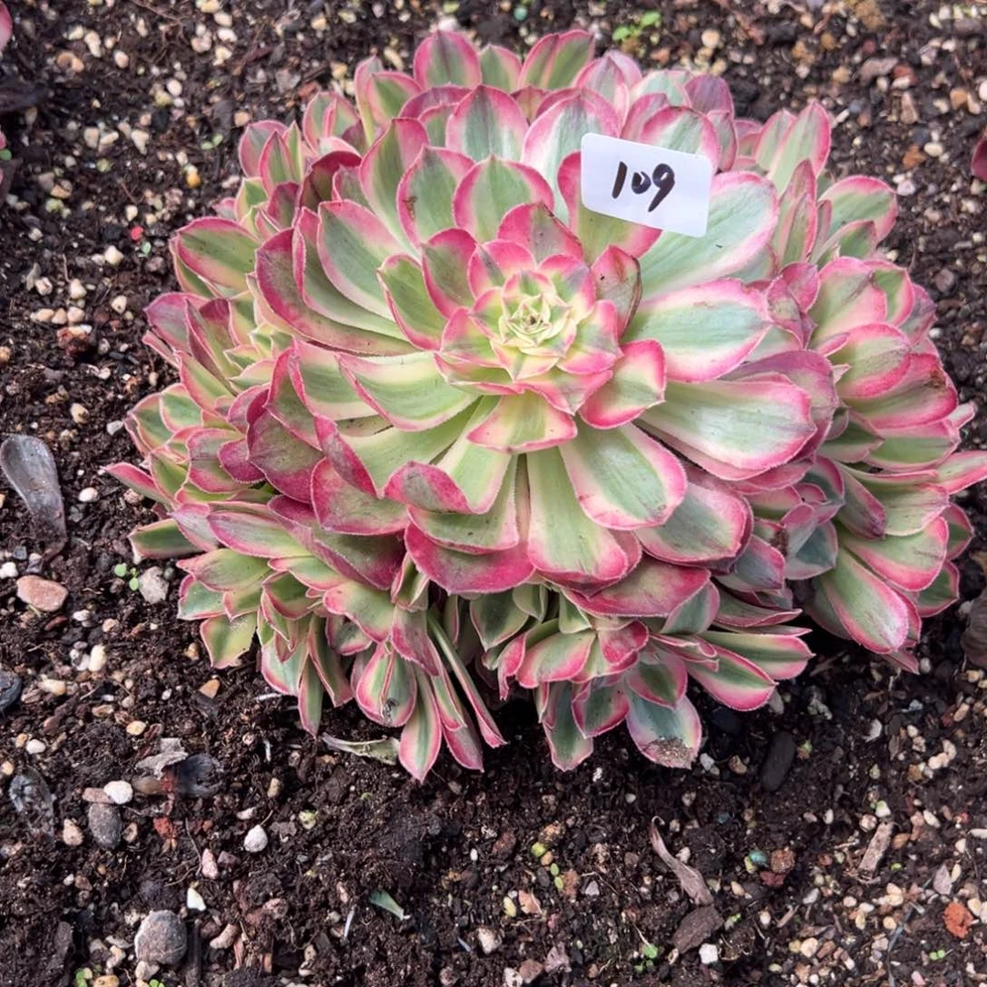 109半糖无根多肉嘻嘻嘻