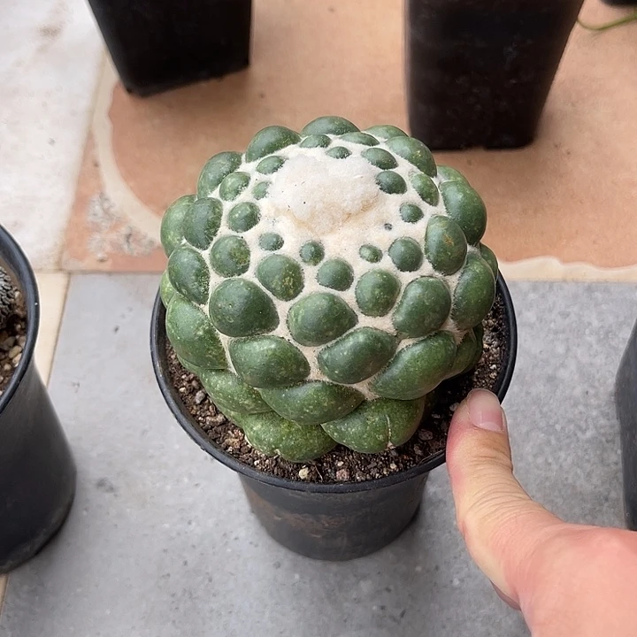 无花朵无刺象牙蜘蛛眼