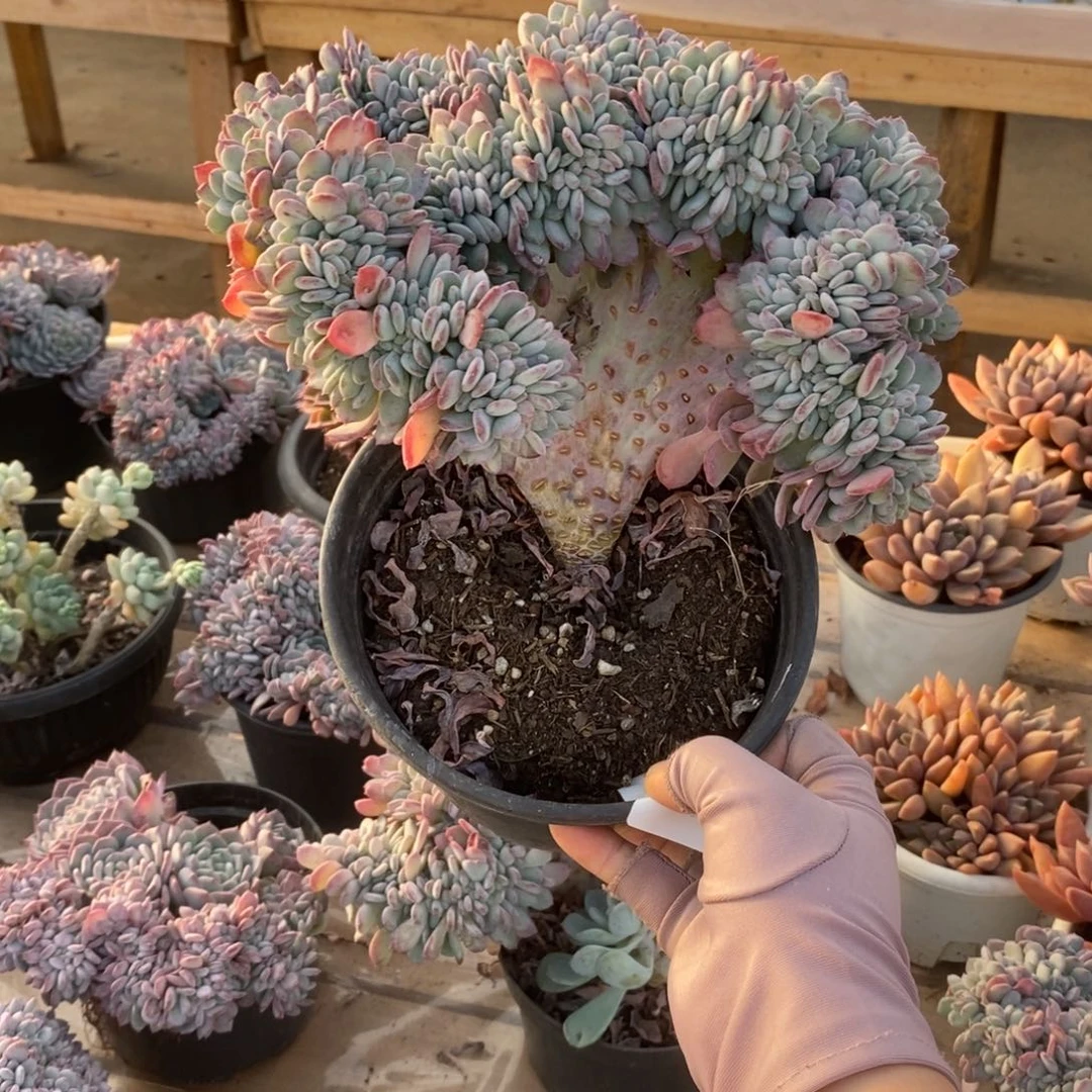 旻***子6051玛瑙缀化一物一拍