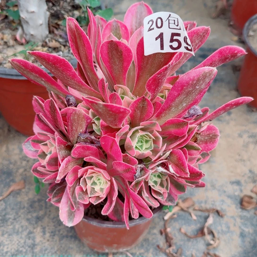 粉女郎多肉159满20包邮断枝不包