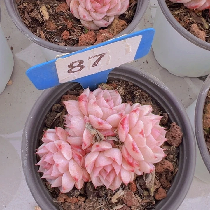 晨*健健康康平平安安