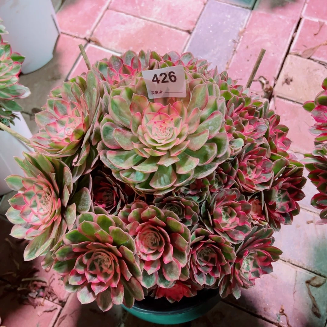 猪***6426莲雾法师多肉植物