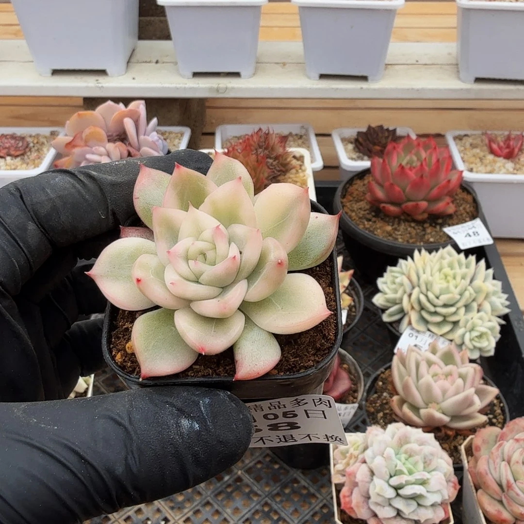 0105-58弗洛瑞安娜锦