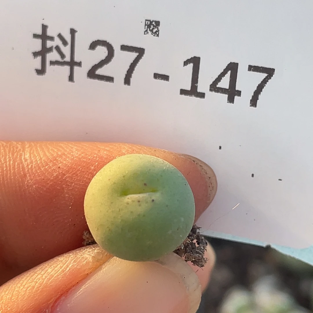 27-147鸭嘴兽苗多肉植物