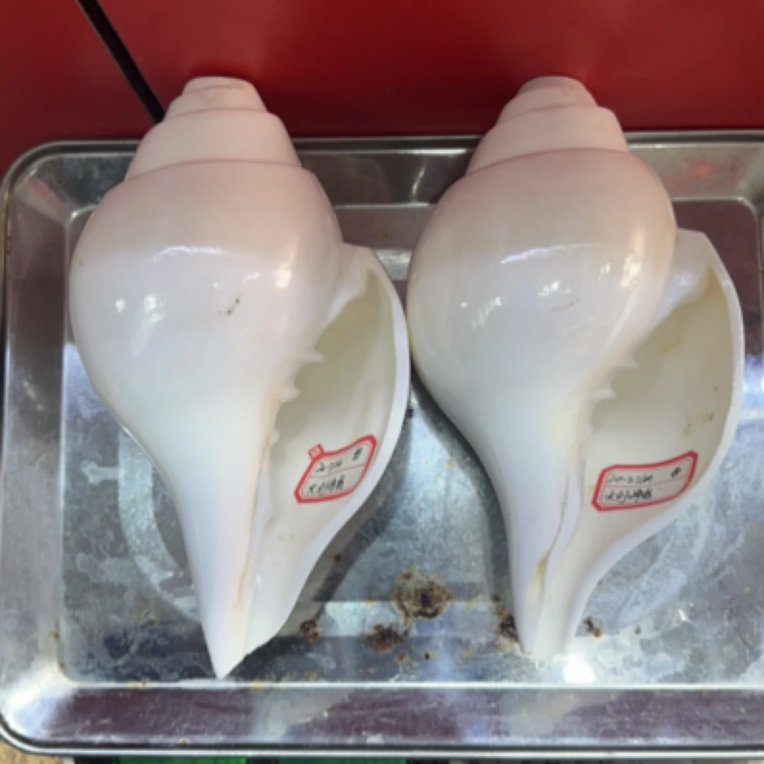 天然尼泊尔右旋 一对20-21厘米 重量4.2斤一物一图