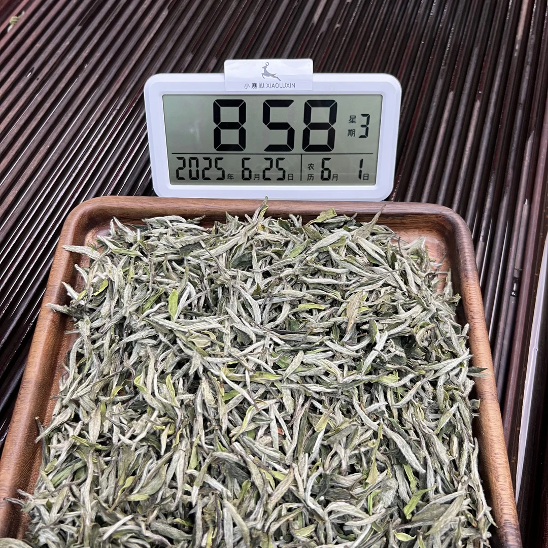 2025牡丹王 ① 小鹿收茶 福鼎白茶 6月25