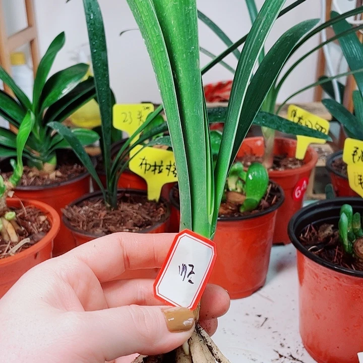 当前无花栽培后可以开花