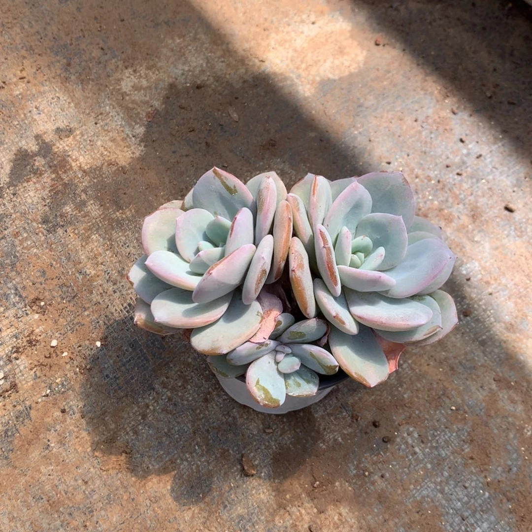 你说是谁在给你们买票吧