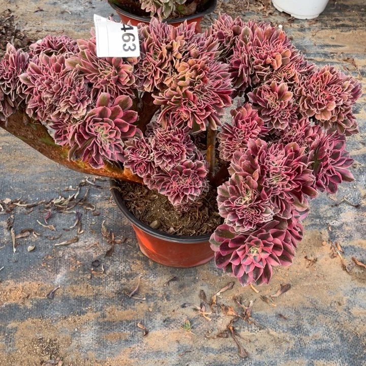 ∮多肉粉女巫大缀化463