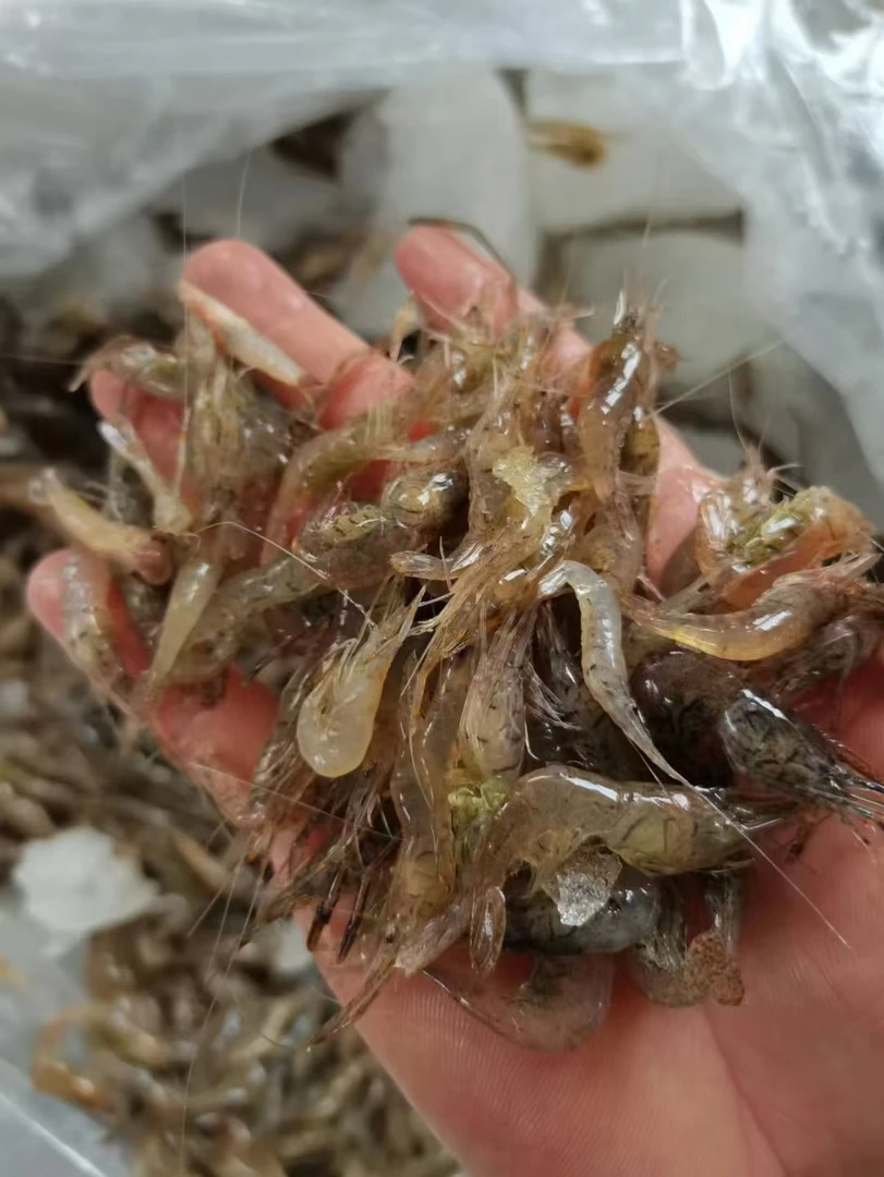 5斤顺丰包邮，广西野生小河虾天然河虾小米虾小海虾虾仁