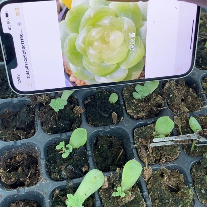 六一凌凌香芽苗一个多肉