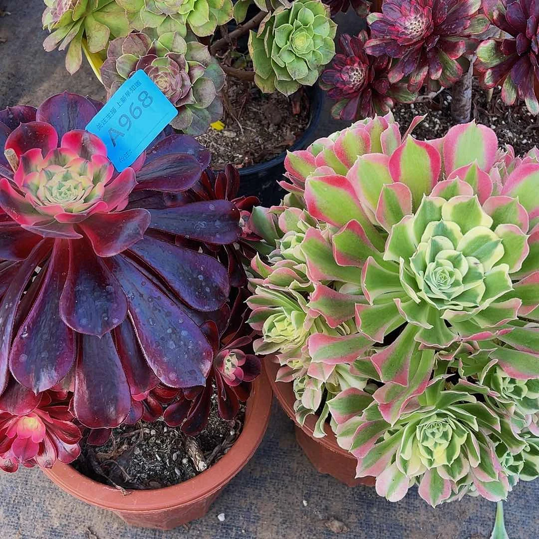 白风968美杜莎968