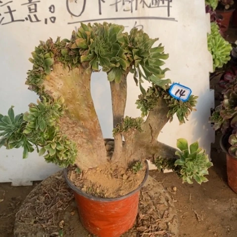 原始绿缀一物一拍