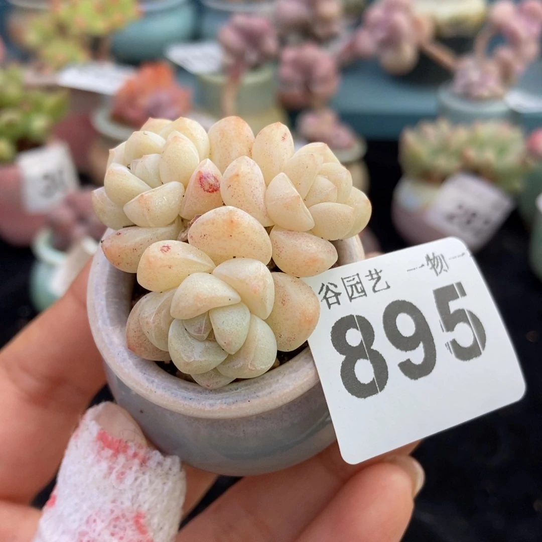 895奶油冰玉带盆土发