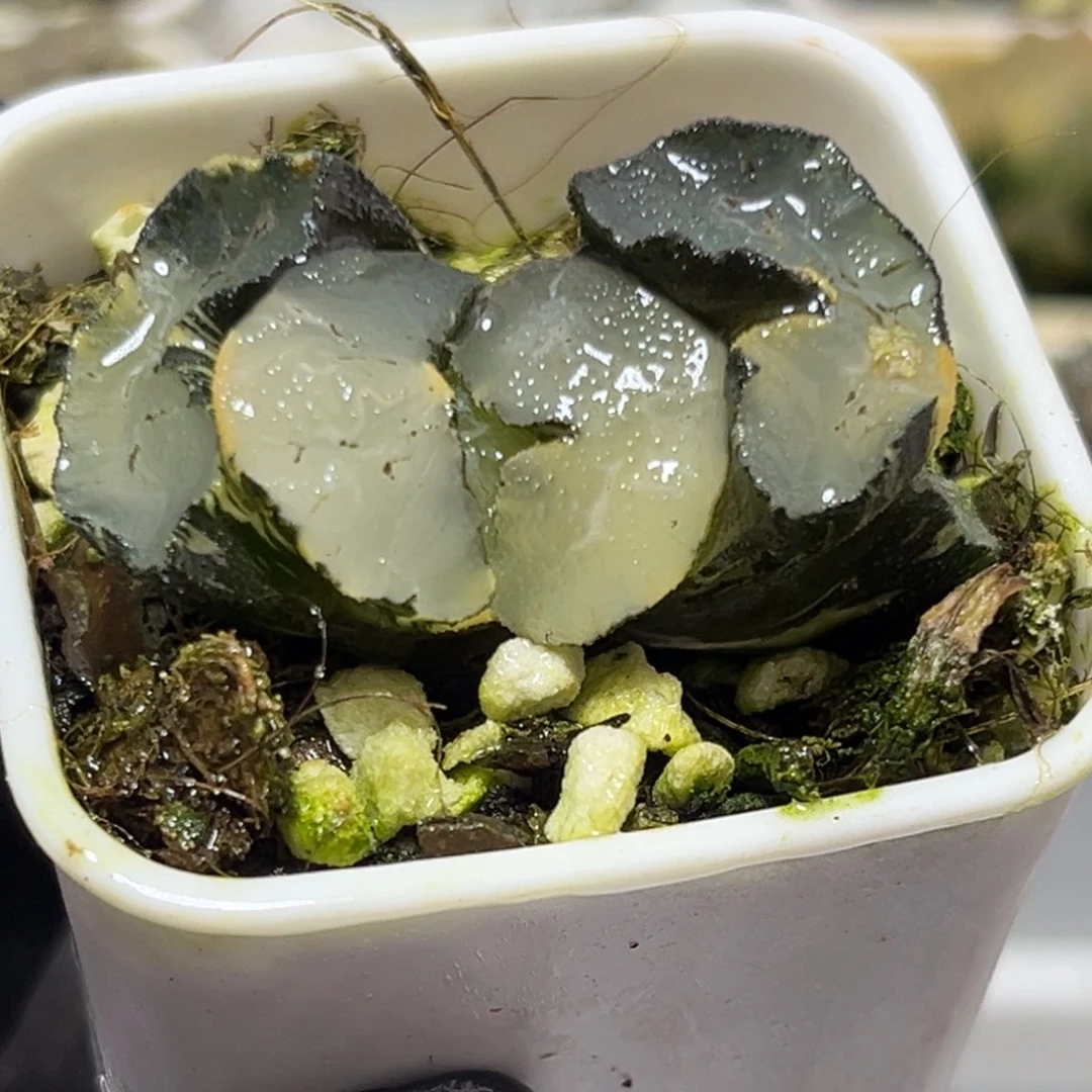 恭喜发财大吉大利0348