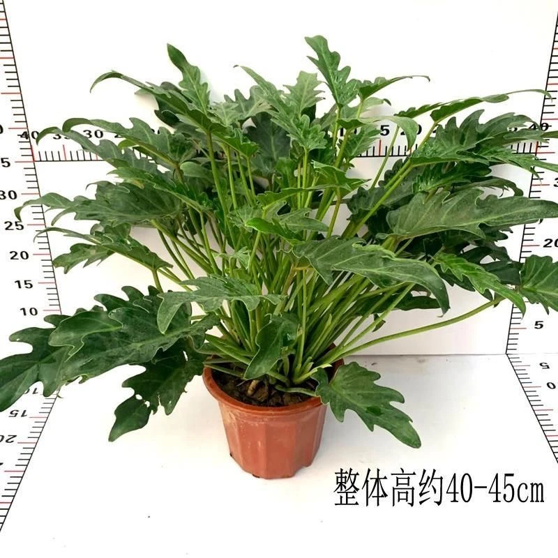 小天使龙鳞绿植盆栽可水培土培室内外净化空气好养耐活