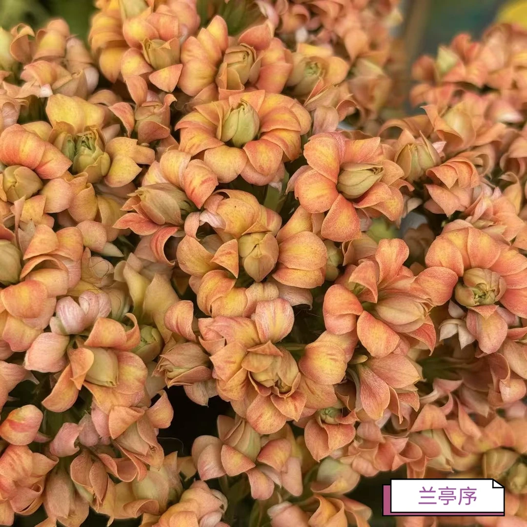 重瓣长寿花苗（满30包邮，无售后，介意勿拍）