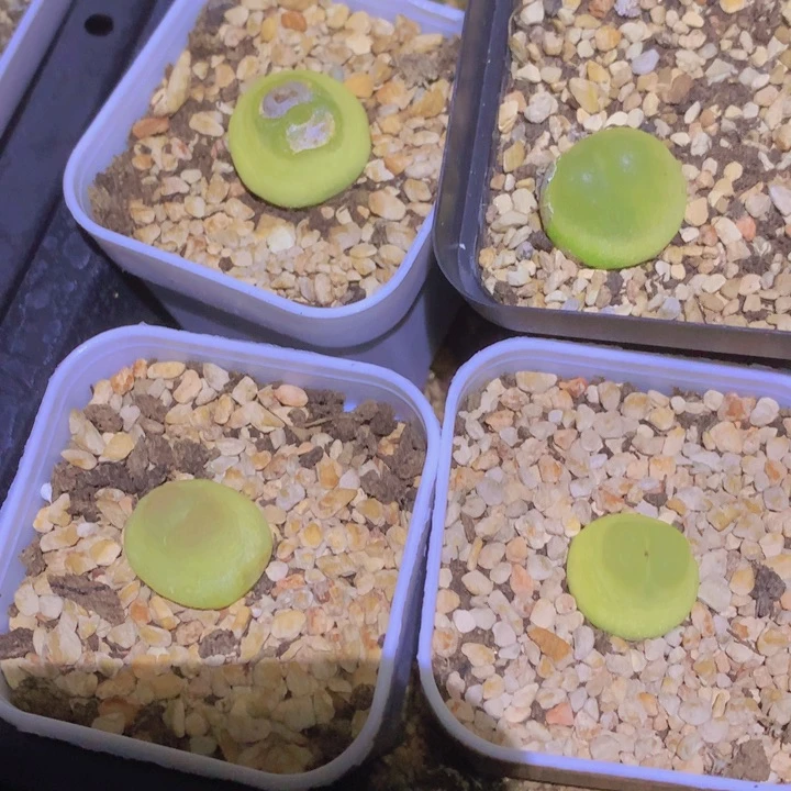 17888868686865685584788