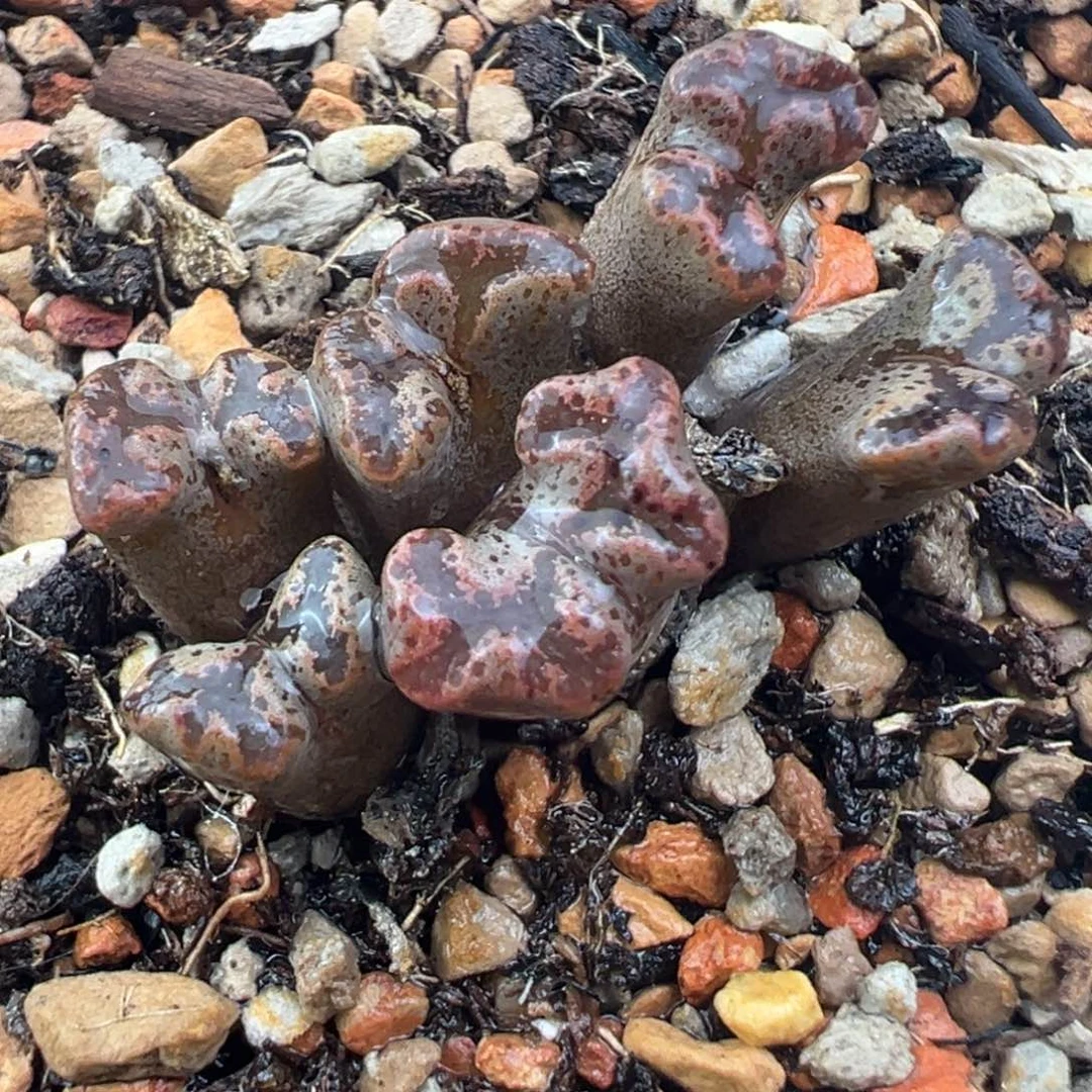 12.4好看的多肉脱土发货114