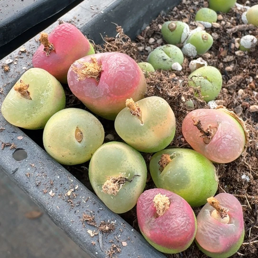 288毛汉尼十颗00000