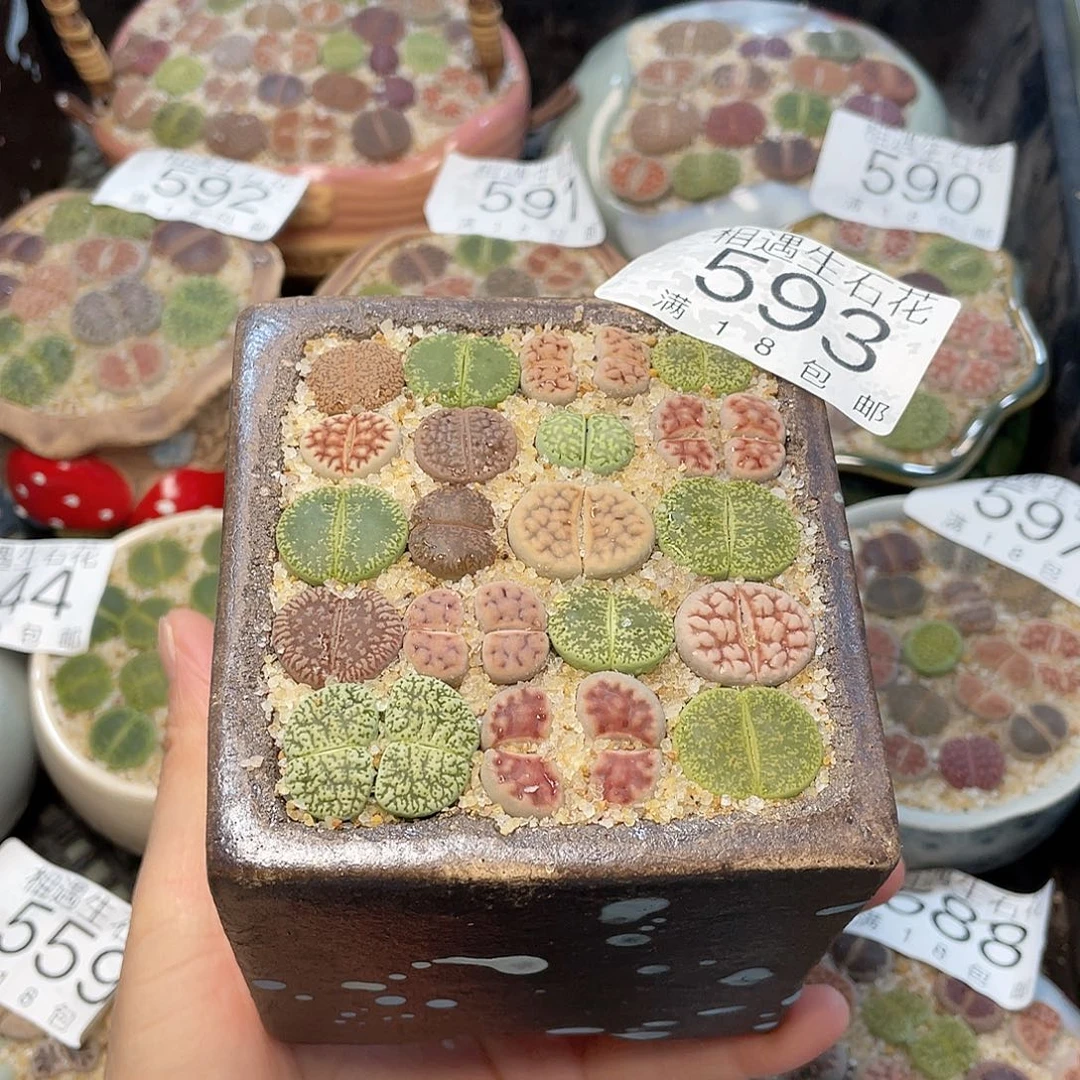 相遇开播福利593