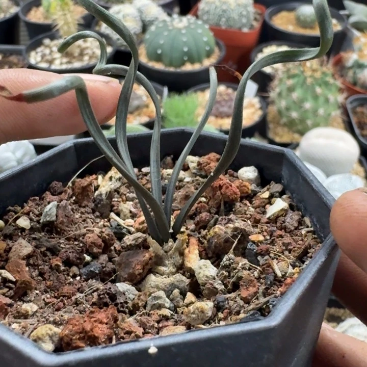 钢丝弹簧草块根实生