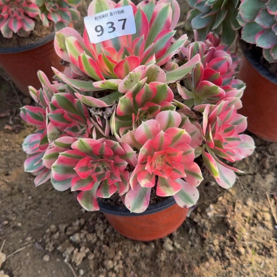 937女巫。多肉植物
