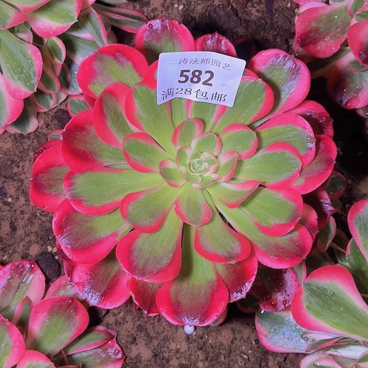 582粉女郎多肉植物