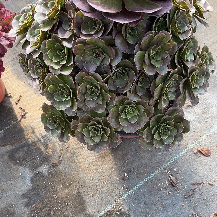 多肉植物枚金玫瑰…………