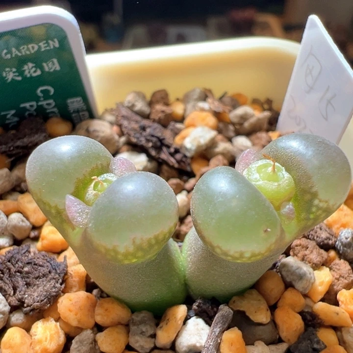 433。优选1802.1。黑眼豆豆。