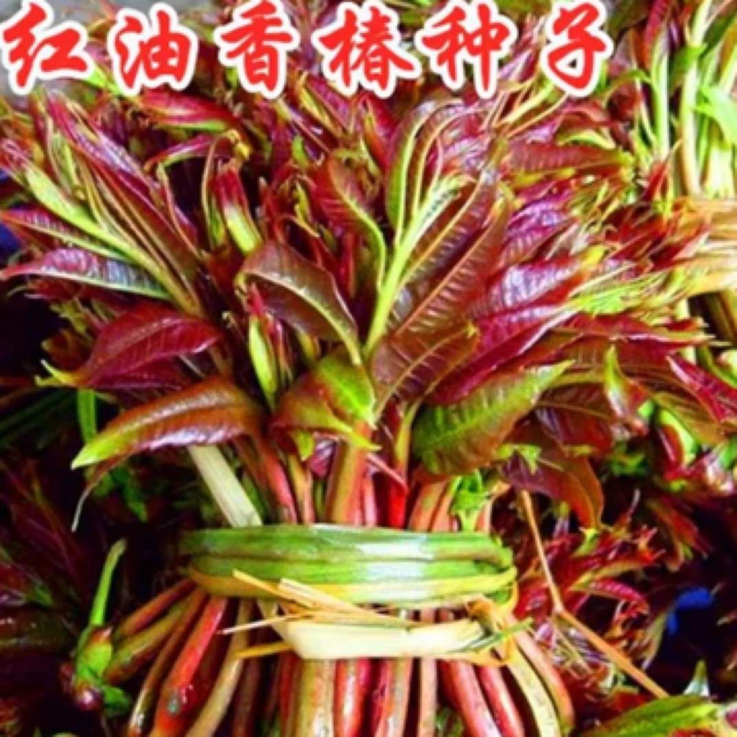 正宗红油香椿种子去翅速生芽苗菜连续树种全国春秋可种植简单全国