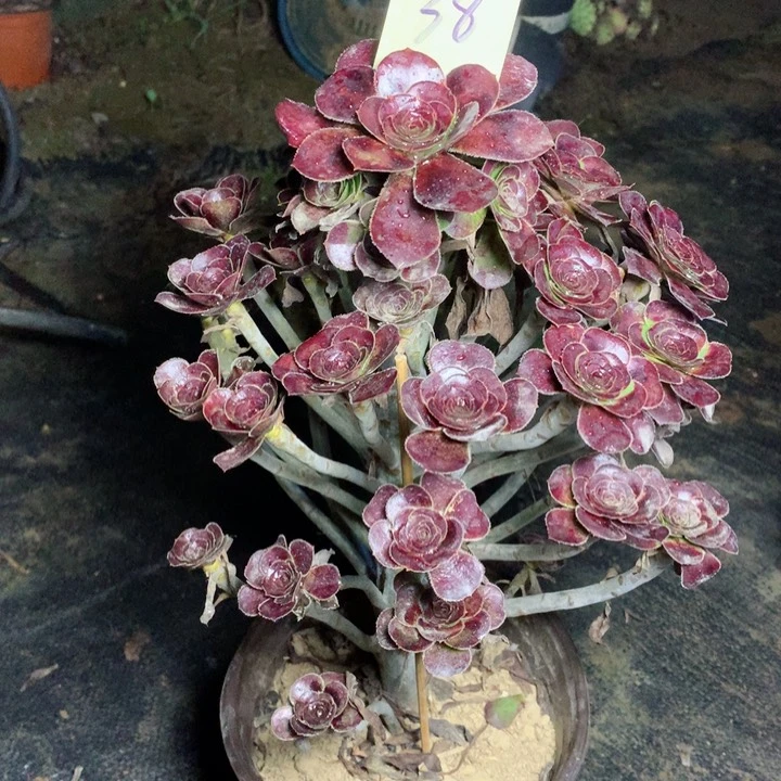 38玫瑰圆叶多肉一物一拍