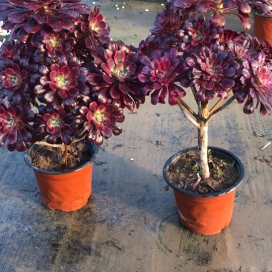 法师多肉植物商*文法师000.001