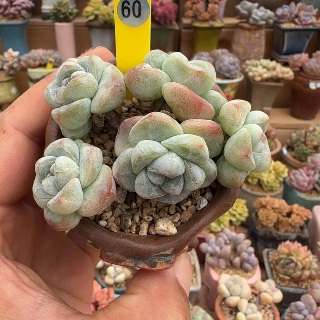 60号琥珀冰玉5头老桩无砍