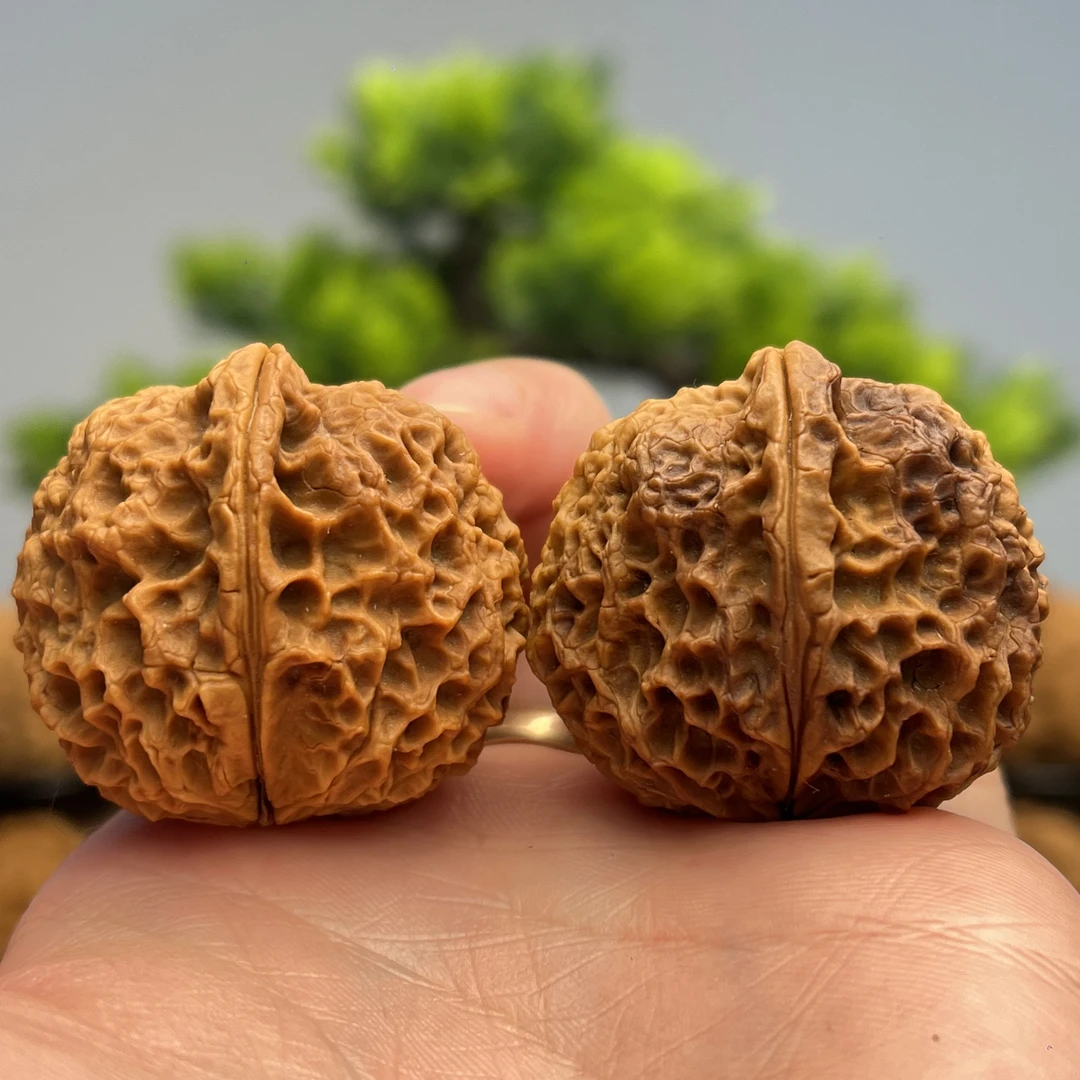 38mm七彩珊瑚石-云南铁核桃一物一图产地直发