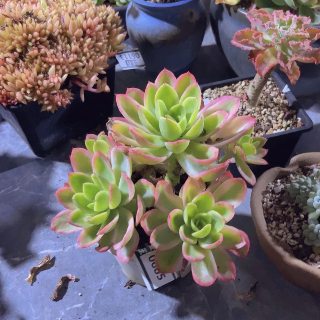乔伊锦多肉植物0685