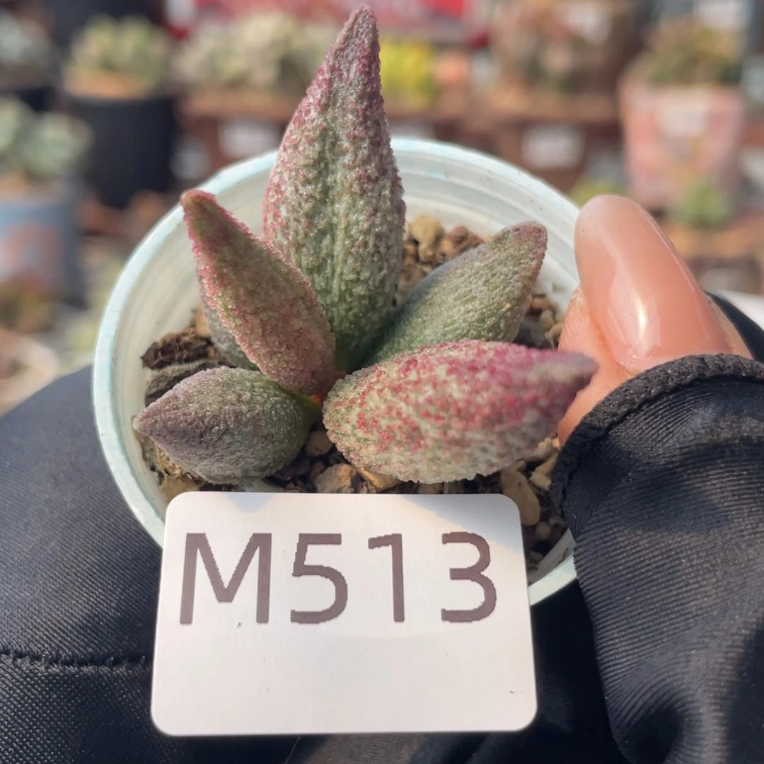 纯红哈默杂。 513。