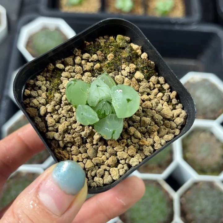 冰鸾玉多肉植物原盘