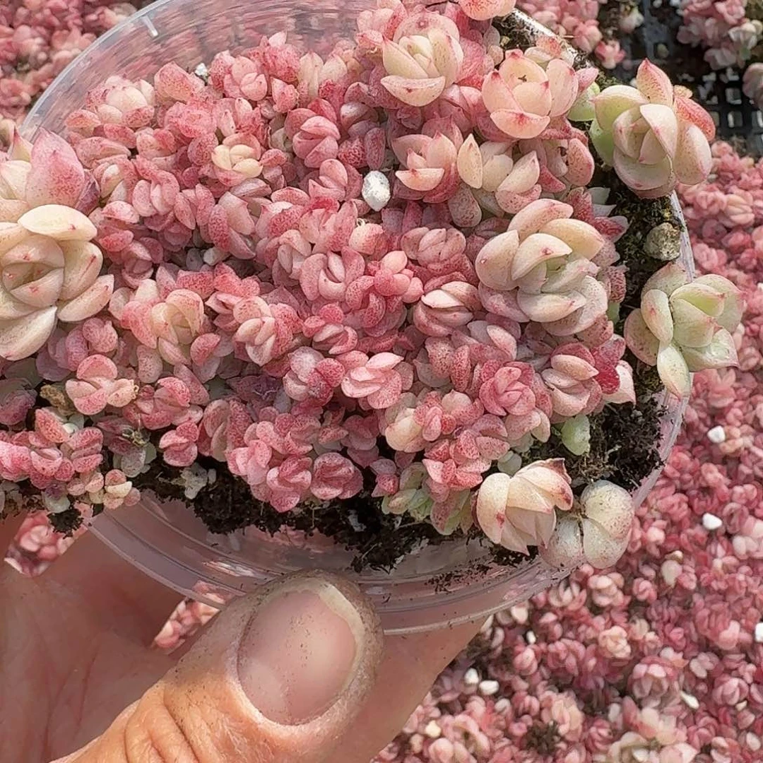 杂交新品珍妮多肉962