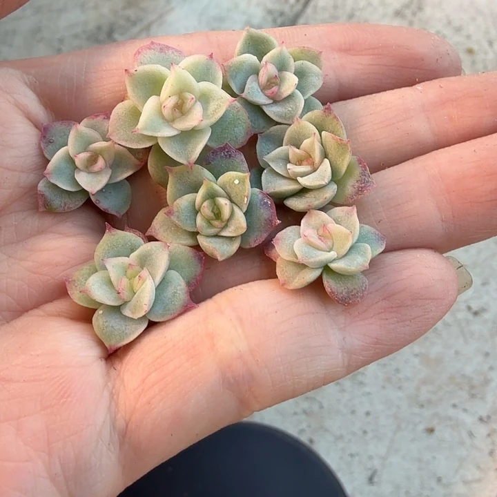 花陌派麦秆不知名砍头打包