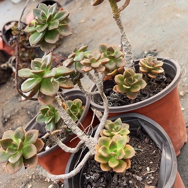 无花朵巧克力3盆。