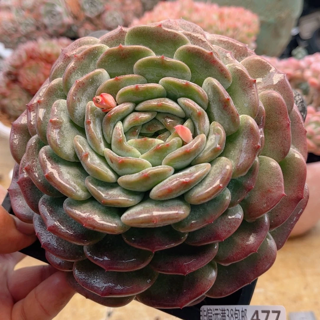 477新品单头德华多肉