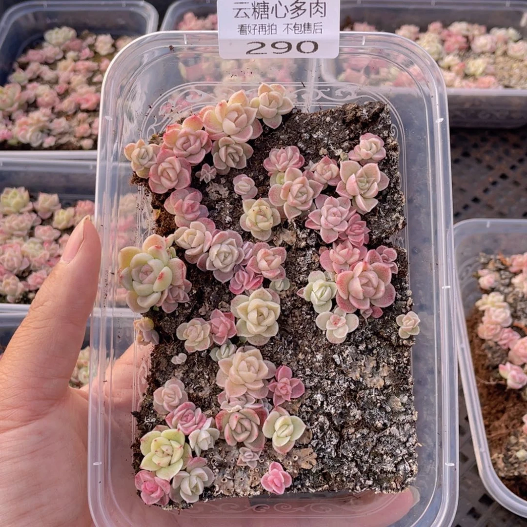 云糖心多肉植物290