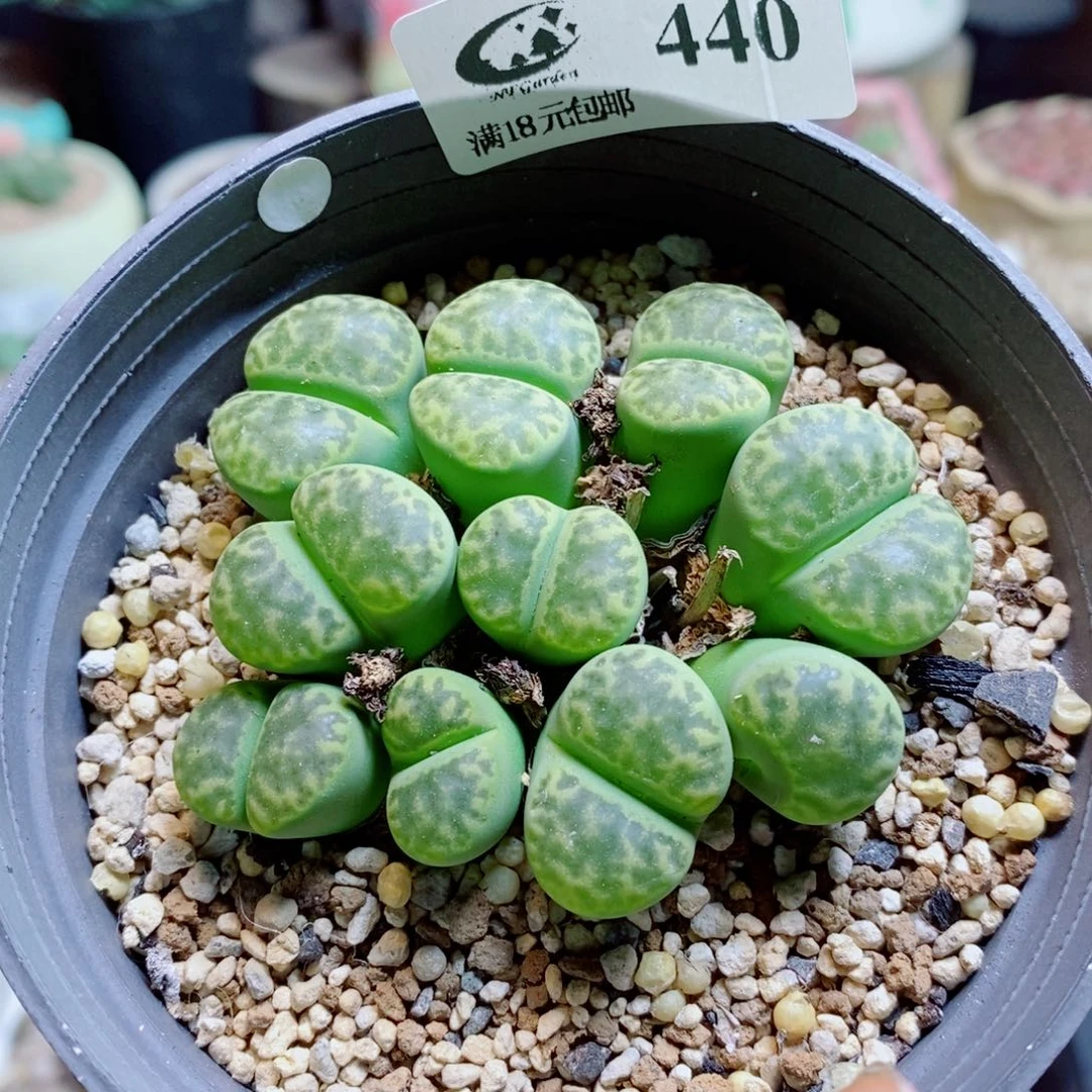 生石花花花花花花花花440