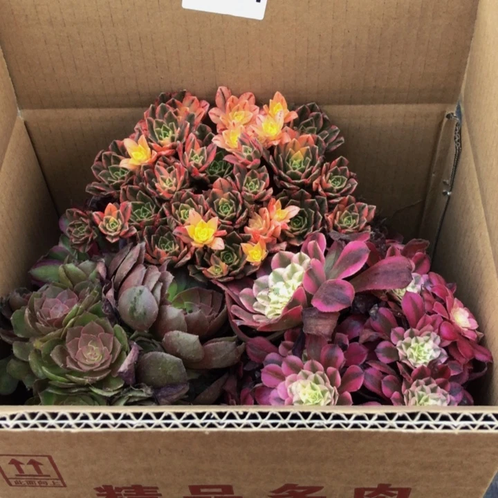 屈***家法师多肉植物组合291