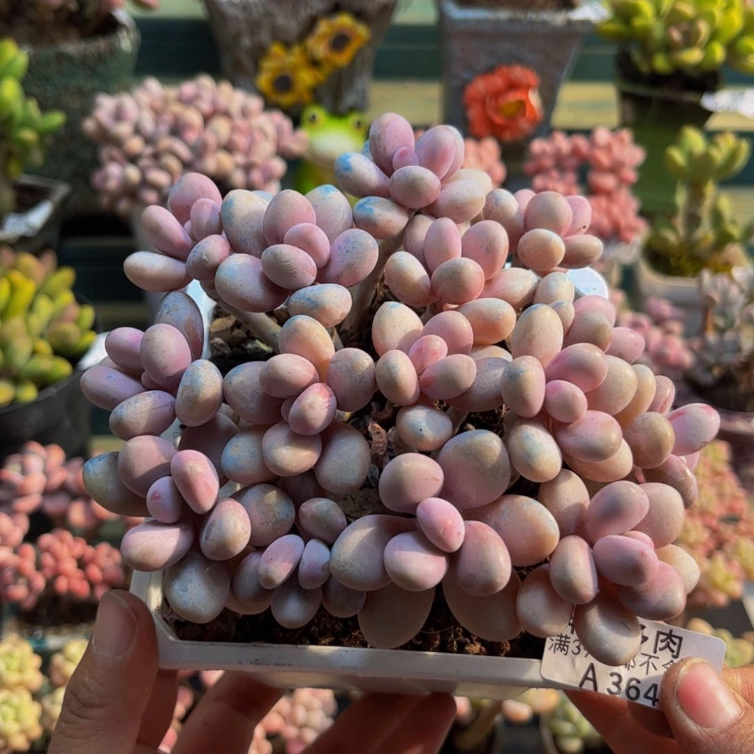 364糖果桃蛋13cmdr