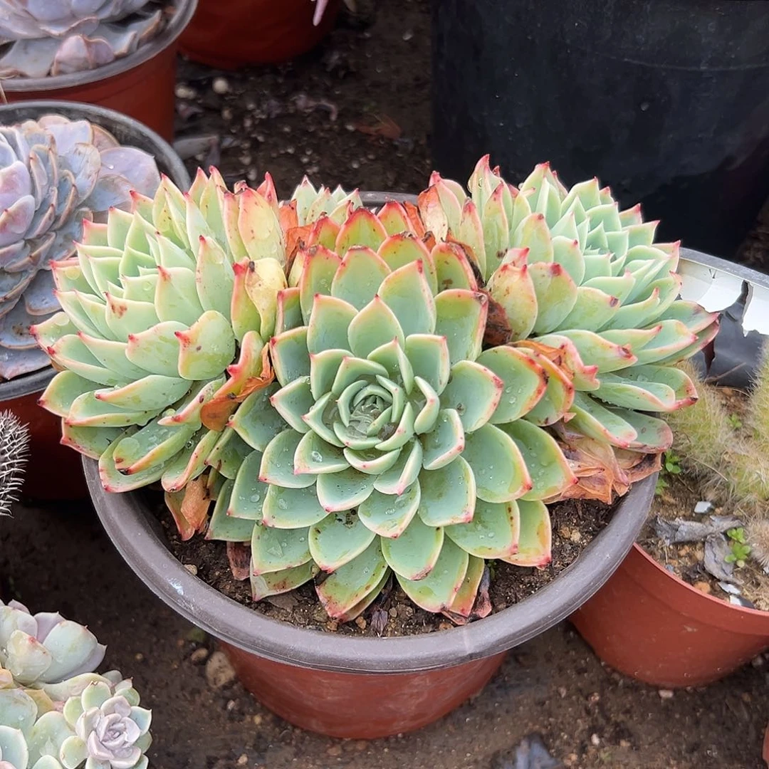 多肉植物三色堇群