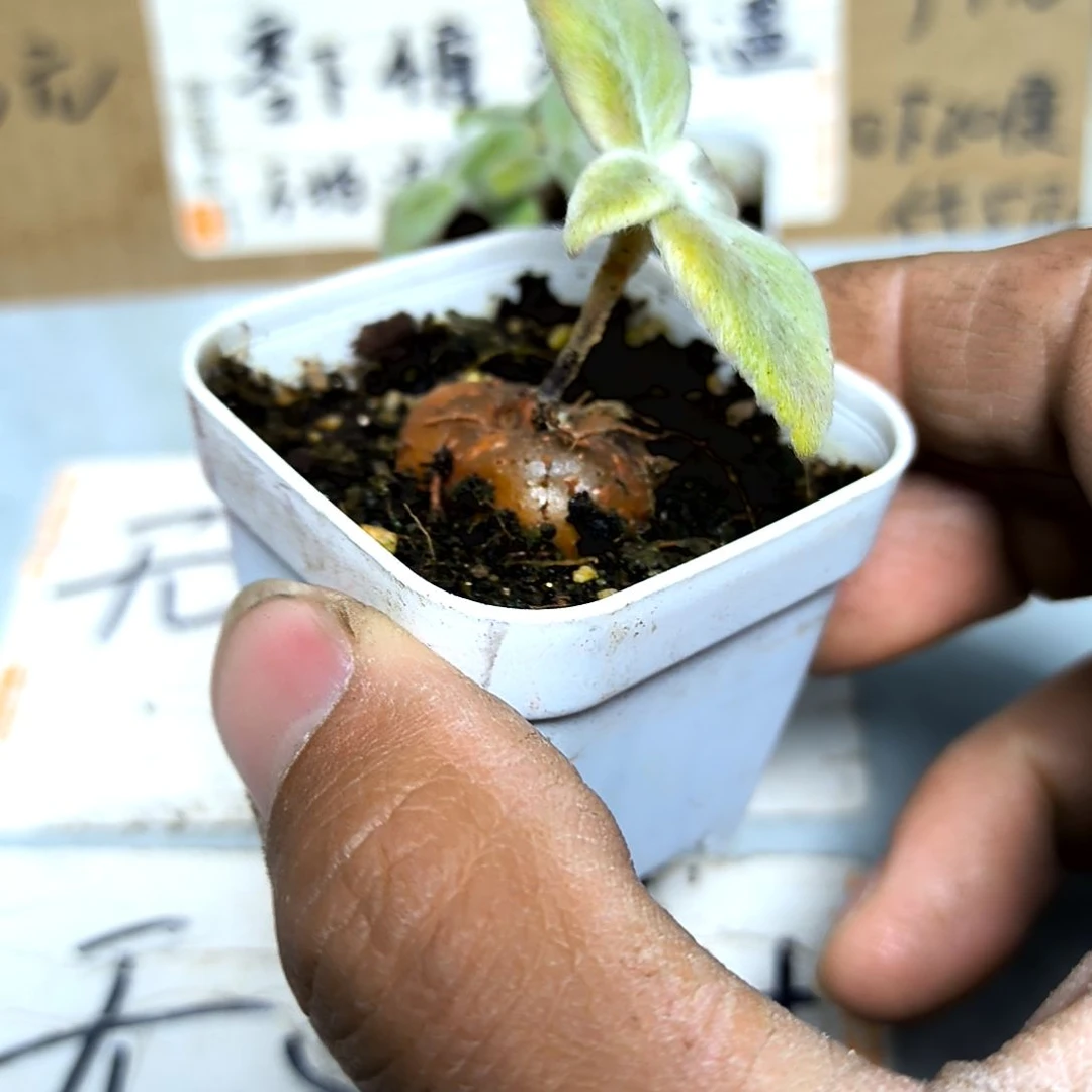 满6元包邮，女王，小土豆